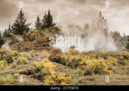 New Zealand, Taupo Volcanic Zone, Craters of the Moon, geothermal field Stock Photo