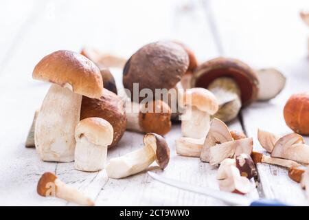 Different wild mushrooms porcinis (Boletus edulis), Leccinum aurantiacum, orange birch bolete (Leccinum versipelle), birch bolete (Leccinum scabrum), Boletus erythropus, studio shot Stock Photo