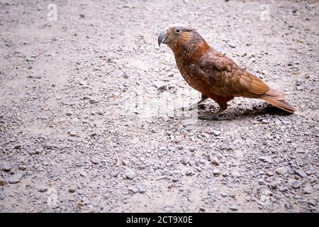 New Zealand, Pukaha Mount Bruce National Wildlife Centre, Kaka (Nestor meridionalis) Stock Photo