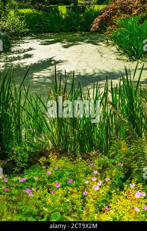 Salt marsh hall gardens Stock Photo