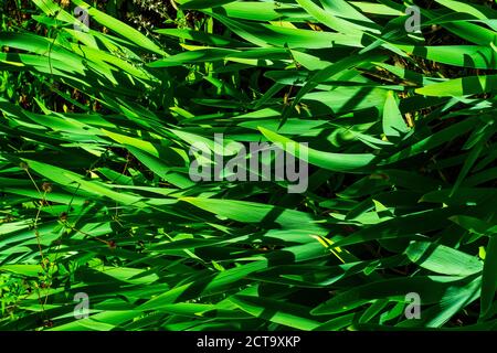 Salt marsh hall gardens Stock Photo