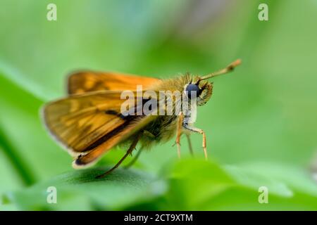 Germany, Large skipper butterfly, Ochlodes sylvanus, sitting on plant Stock Photo