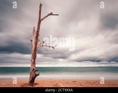 New Zealand, Golden Bay, Totaranui, view to beach and sea with deadwood in front, longtime exposure Stock Photo