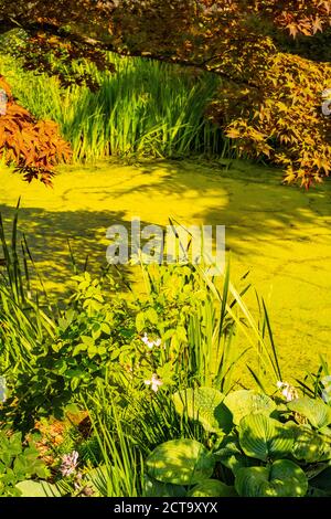 Salt marsh hall gardens Stock Photo