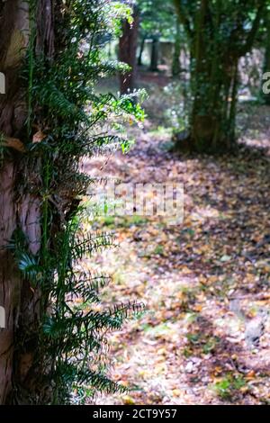 Salt marsh hall gardens Stock Photo