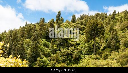 New Zealand, Pukaha Mount Bruce National Wildlife Centre, rain forest Stock Photo