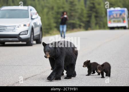 Canada, Rocky Mountains, Alberta. Jasper National Park, American black bear (Ursus americanus) with bear cubs crossing a road Stock Photo