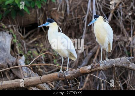 South America, Brasilia, Mato Grosso do Sul, Pantanal, Capped Herons, Pilherodius pileatus Stock Photo