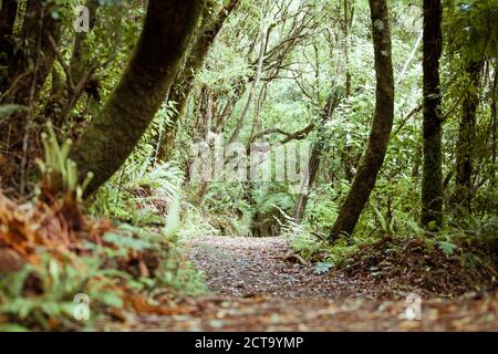 New Zealand, Pukaha Mount Bruce National Wildlife Centre, rain forest Stock Photo