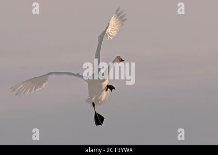 Germany, Schleswig-Holstein, Whooper swan, Cygnus cygnus, flying Stock Photo