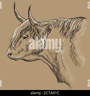 Head of Highland cattle profile vector illustration Stock Vector