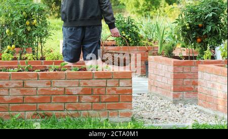 Gardener picking vegetables .Raised beds gardening in an urban garden growing plants herbs spices berries and vegetables Stock Photo