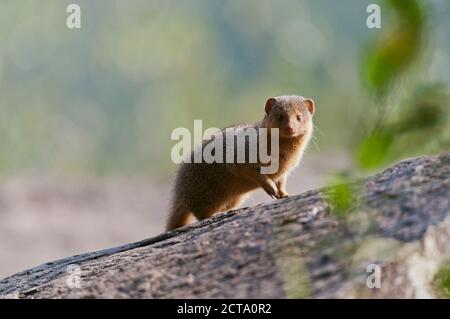 Africa, Kenya, Maasai Mara National Reserve, Ethiopian dwarf mongoose or Somali dwarf mongoose (Helogale hirtula) Stock Photo