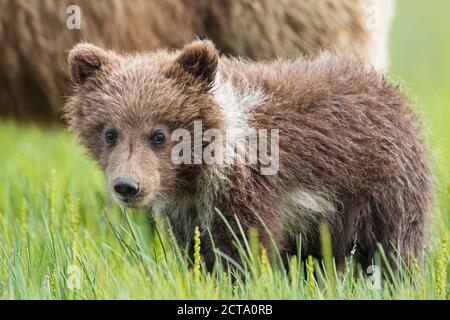 USA, Alaska, Lake Clark National Park and Preserve, Brown bear cub (Ursus arctos) Stock Photo