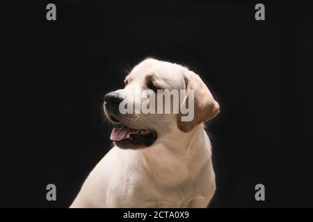 young dog labrador puppy in studio on black background headshots  profile portrait Stock Photo