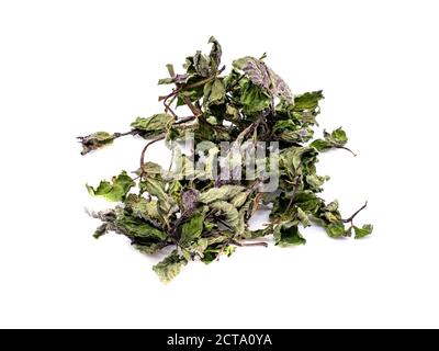 dried peppermint isolated on white background Stock Photo