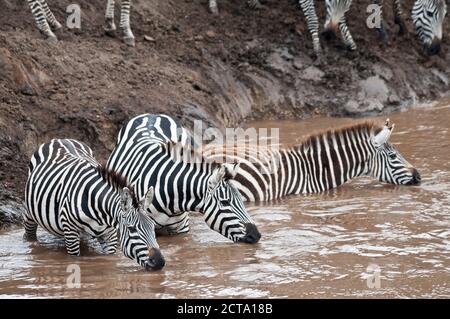 Africa, Kenya, Maasai Mara National Reserve, Grant's Zebra, Plains Zebra (Equus quagga boehmi), drinking in the Mara River Stock Photo