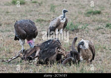 Africa, Kenya, Vulture feeding on dead blue wildebeest at Maasai Mara National Reserve Stock Photo