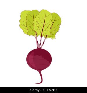 fresh beet with green leaves Stock Vector