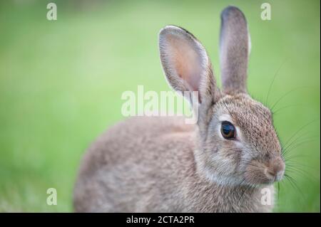 Portrait of a rabbit (Oryctolagus cuniculus) Stock Photo