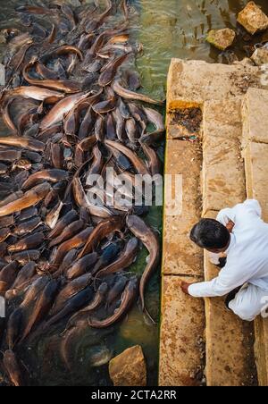 India, Jaisalmer, Abundance of catfish in Gadisar Lake Stock Photo