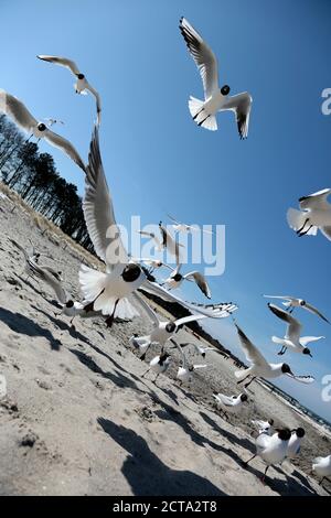 Germany, Mecklenburg-Western Pomerania, Seagull flying against beach Stock Photo