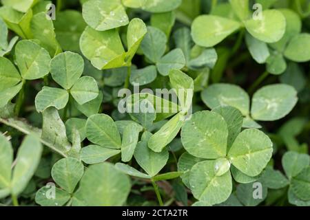 young green clover leaves in morning dew or wet from raindrops. Stock Photo