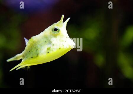 Close up of a longhorn cowfish (lactoria cornuta), also called the horned boxfish Stock Photo