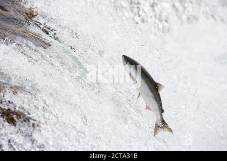 USA, Alaska, Katmai Nationalpark, King Salmon, Brooks Falls, Salmon run Stock Photo