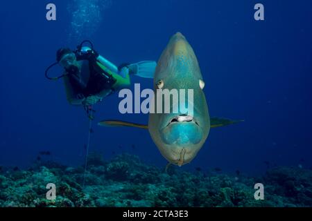 Oceania, Palau, Napoleon fish, Cheilinus undulatus and diver Stock Photo