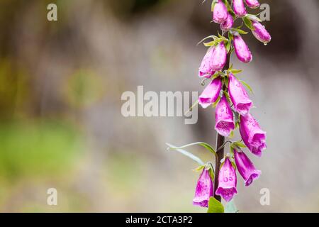 New Zealand, Pukaha Mount Bruce National Wildlife Centre, pink bell flowers Stock Photo