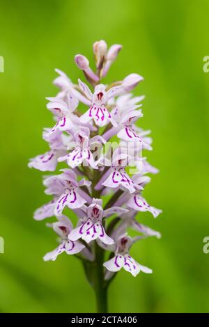 Germany, Hesse, Military orchid, Orchis militaris, Close-up Stock Photo