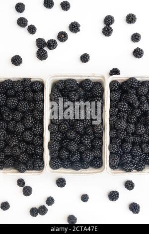 Rubus fruticosus. Punnets of foraged blackberries on a white background Stock Photo