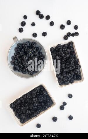 Rubus fruticosus. Punnets of foraged blackberries on a white background Stock Photo