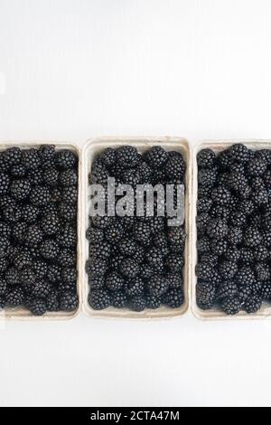 Rubus fruticosus. Punnets of foraged blackberries on a white background Stock Photo