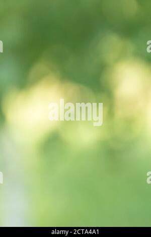 Abstract natural green bokeh background. Vertical photo Stock Photo