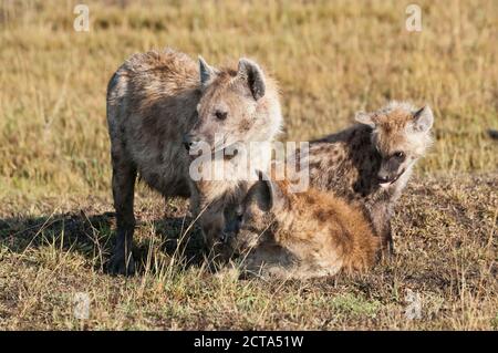 Africa, Kenya, Maasai Mara National Reserve, Spotted Hyena (Crocuta crocuta), family with cubs Stock Photo