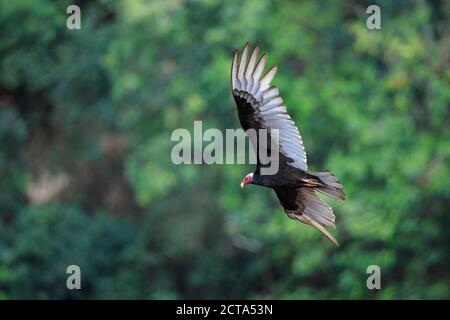 South America, Brasilia, Mato Grosso do Sul, Pantanal, Turkey Vulture, Cathartes aura, flying Stock Photo