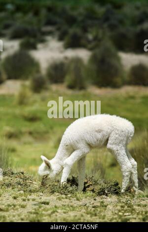 Peru, Piura, Puno, Andes, white baby llama (Lama glama) grazing Stock Photo