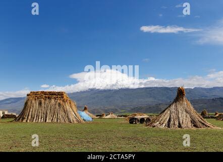 Turkey, Eastern Anatolia, Agri Province, Village Barindi near Dogubayazit, Mount Ararat, Reed on meadow Stock Photo