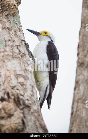 South America, Brasilia, Mato Grosso do Sul, Pantanal, White Woodpecker, Melanerpes candidus Stock Photo