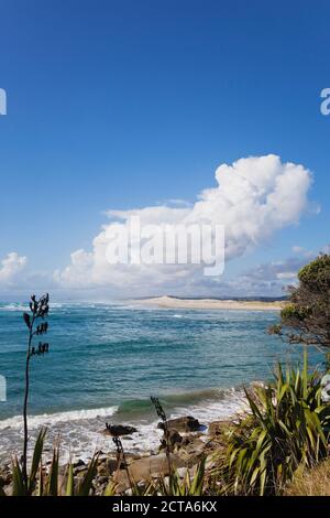 New Zealand, View of New Zealand flax plant at beach Stock Photo