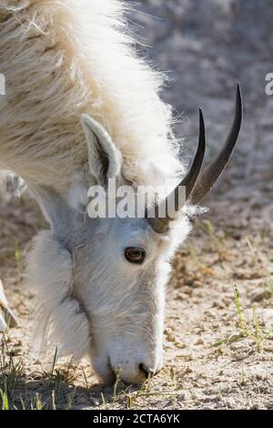 Canada, Alberta, Rocky Mountains, Jasper National Park, Banff Nationalpark, Canada, Alberta, Rocky Mountains, Jasper National Park, Banff Nationalpark, portrait of grazing mountain goat (Oreamnos americanus) Stock Photo