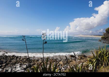 New Zealand, View of  New Zealand Flax plant at beach Stock Photo