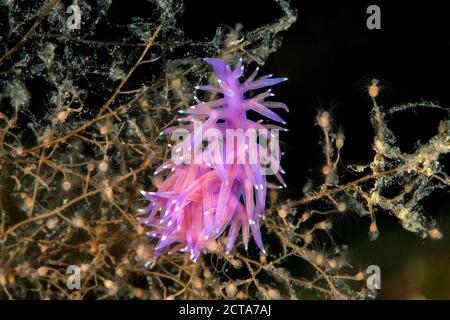 Croatia, Mediterranean Violet Aeolid, Flabellina affinis Stock Photo