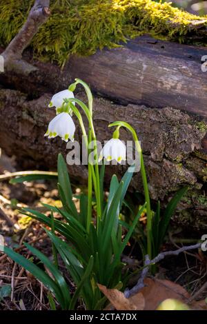 snowflake flower near the log. spring nature background in forest Stock Photo