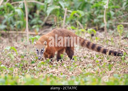 South America, Brasilia, Mato Grosso do Sul, Pantanal, South American coati, Nasua nasua Stock Photo