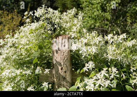 Fragrant Sweet autumn clematis climbing over a fence in the border at Sir Harold Hiller Gardens near Romsey in Hampshire Stock Photo