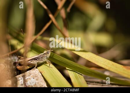Common green grasshopper (Omocestus viridulus) sitting in the grasses and staring into the distance Stock Photo