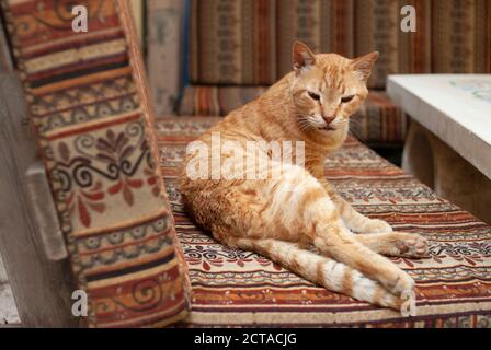 Red sleepy striped cat lying on bench with oriental ornament in a restaurant at time of Hanukkah, Tel-Aviv, Israel . Pretty well-fed napping pet. Stock Photo